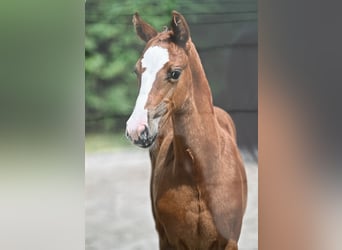 Zangersheider, Stallion, Foal (06/2025), Chestnut-Red