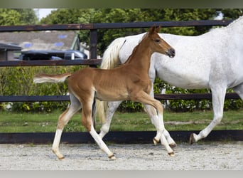 Zangersheider, Stallion, Foal (06/2025), Chestnut-Red