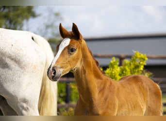 Zangersheider, Stallion, Foal (06/2025), Chestnut-Red