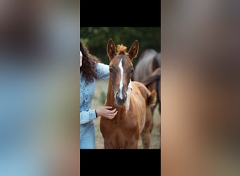 Zangersheider Mix, Stallion, Foal (05/2026), Chestnut
