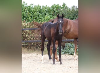 Zangersheider, Stallion, Foal (04/2025), Chestnut