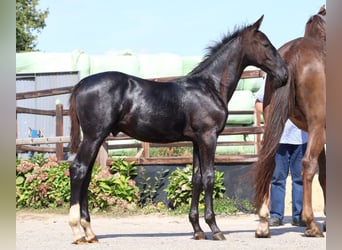 Zangersheider, Stallion, Foal (04/2025), Chestnut