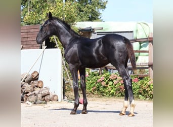 Zangersheider, Stallion, Foal (04/2025), Chestnut