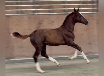 Zangersheider, Stallion, Foal (05/2026), Chestnut
