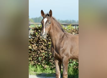 Zangersheider, Stallion, Foal (05/2026), Chestnut
