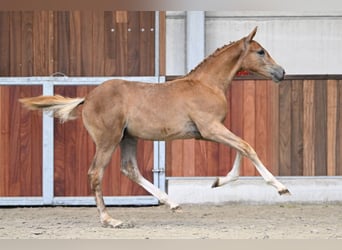 Zangersheider, Stallion, Foal (04/2025), Chestnut