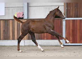 Zangersheider, Stallion, Foal (04/2025), Chestnut