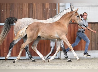 Zangersheider, Stallion, Foal (04/2025), Chestnut