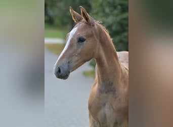 Zangersheider, Stallion, Foal (04/2025), Chestnut