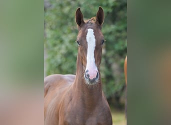 Zangersheider, Stallion, Foal (04/2025), Chestnut