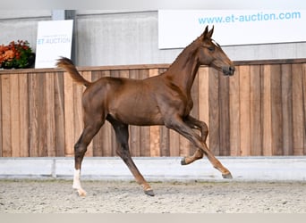 Zangersheider, Stallion, Foal (04/2025), Chestnut