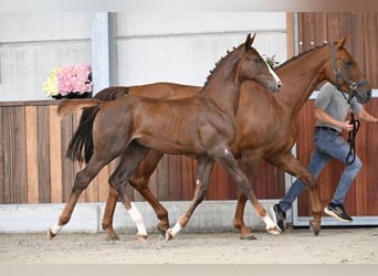 Zangersheider, Stallion, Foal (04/2025), Chestnut