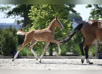Zangersheider, Stallion, Foal (05/2025), Chestnut