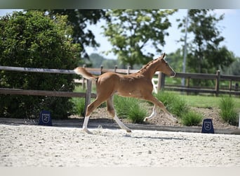 Zangersheider, Stallion, Foal (05/2025), Chestnut