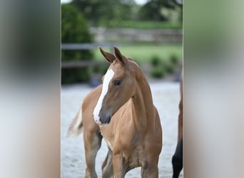 Zangersheider, Stallion, Foal (05/2025), Chestnut