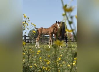 Zangersheider, Stallion, , Chestnut