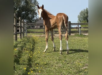 Zangersheider, Stallion, , Chestnut