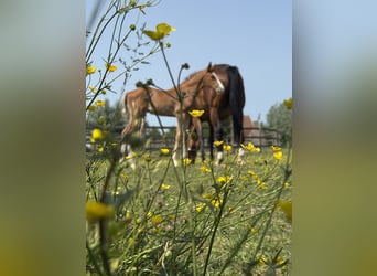 Zangersheider, Stallion, , Chestnut