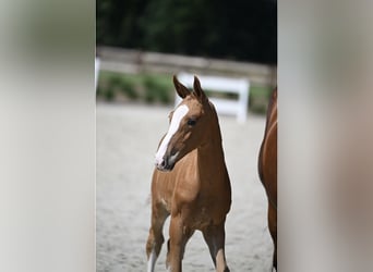 Zangersheider, Stallion, Foal (05/2025), Chestnut