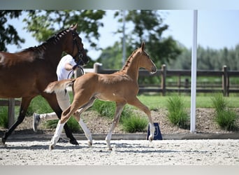 Zangersheider, Stallion, Foal (05/2025), Chestnut