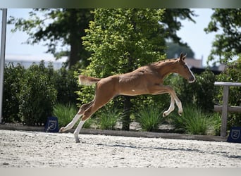 Zangersheider, Stallion, Foal (05/2025), Chestnut