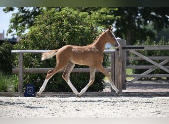 Zangersheider, Stallion, Foal (05/2025), Chestnut