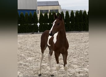 Zangersheider, Stallion, Foal (05/2024)