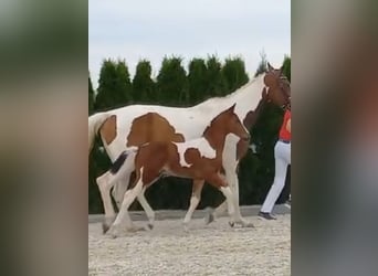 Zangersheider, Stallion, Foal (05/2024)