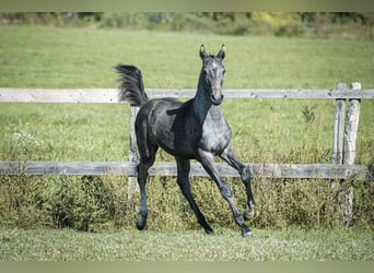 Zangersheider, Stallion, Foal (04/2023), Gray