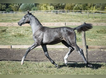 Zangersheider, Stallion, Foal (04/2023), Gray
