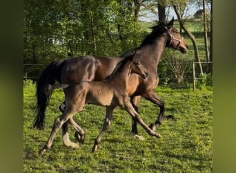 Zangersheider, Stallion, , Gray
