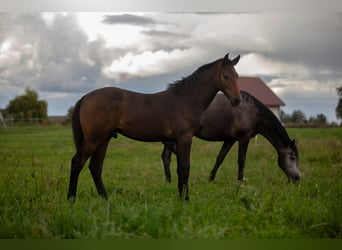 Zangersheider, Stallion, Foal (05/2025), Grey