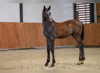 Zangersheider, Stallion, Foal (03/2025), Grey