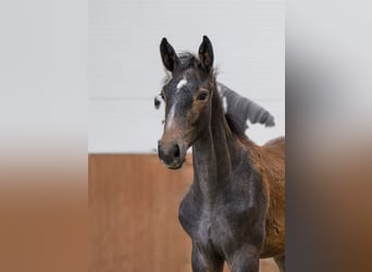 Zangersheider, Stallion, Foal (03/2025), Grey