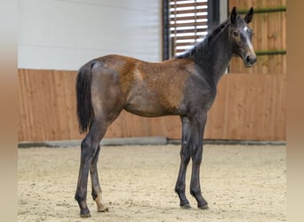 Zangersheider, Stallion, Foal (03/2025), Grey