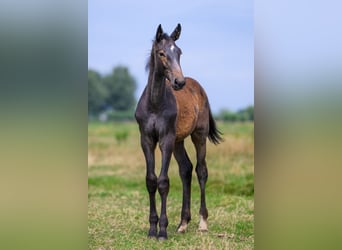 Zangersheider, Stallion, Foal (03/2025), Grey