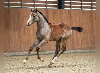 Zangersheider, Stallion, Foal (03/2026), Grey