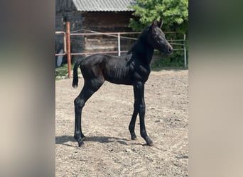 Zangersheider, Stallion, Foal (05/2026), Grey