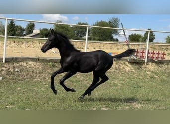 Zangersheider, Stallion, Foal (05/2026), Grey