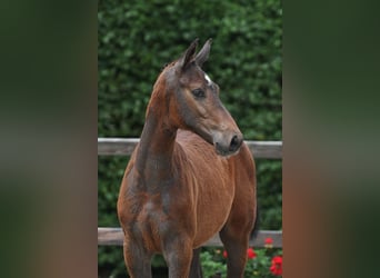 Zangersheider, Stallion, Foal (03/2026), Grey