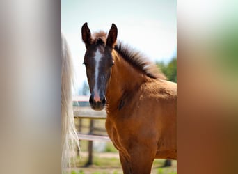 Zangersheider, Stallion, Foal (04/2026), Grey