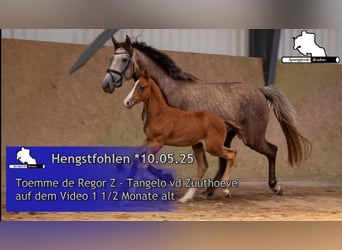 Zangersheider, Stallion, Foal (05/2025), Grey