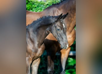 Zangersheider, Stallion, Foal (05/2026), Leopard-Piebald