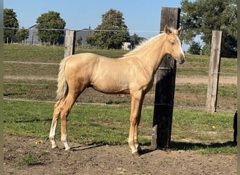 Zangersheider, Stallion, Foal (05/2026), Palomino