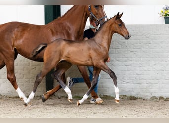 Zangersheider, Stallion, Foal (04/2026), Palomino