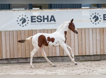 Zangersheider, Stallion, Foal (05/2026), Pinto