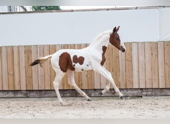 Zangersheider, Stallion, Foal (05/2026), Pinto