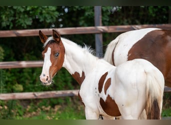 Zangersheider, Stallion, Foal (05/2026), Pinto