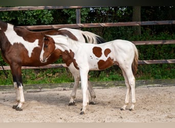 Zangersheider, Stallion, Foal (05/2026), Pinto