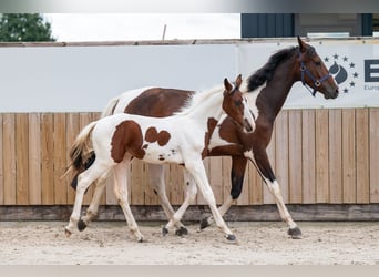 Zangersheider, Stallion, Foal (05/2026), Pinto